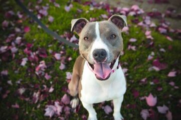 Consejos antes de comprar un perro potencialmente peligroso
