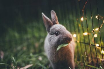 La garantía de los animales que compramos