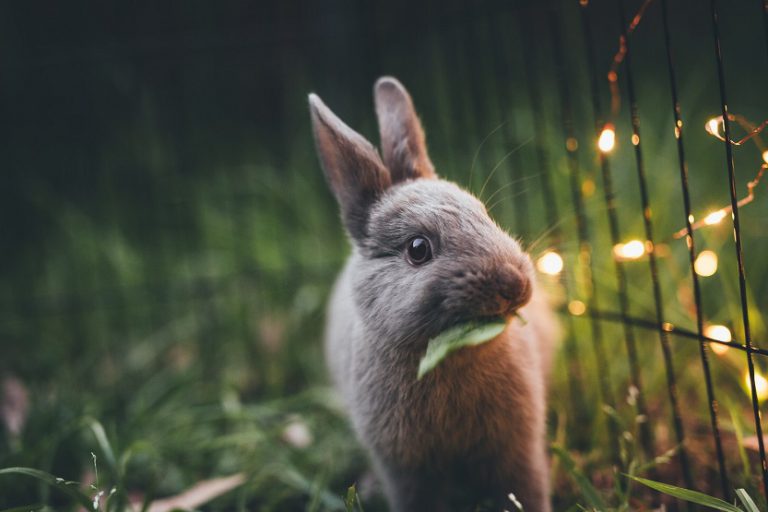 Conejo mascota