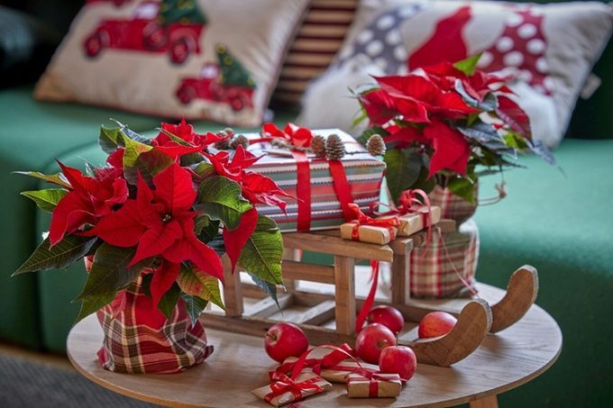 Decoración de Navidad con Poinsettia (Charlotte-Cowell Unsplash)