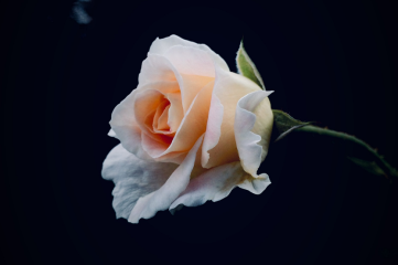 Formas y tipos inusuales de rosas para ramos artísticos en Barcelona