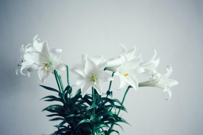 Lirios blancos