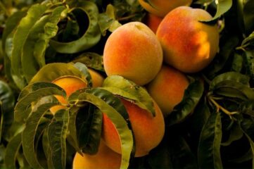 Fruta en colegios de Aragón
