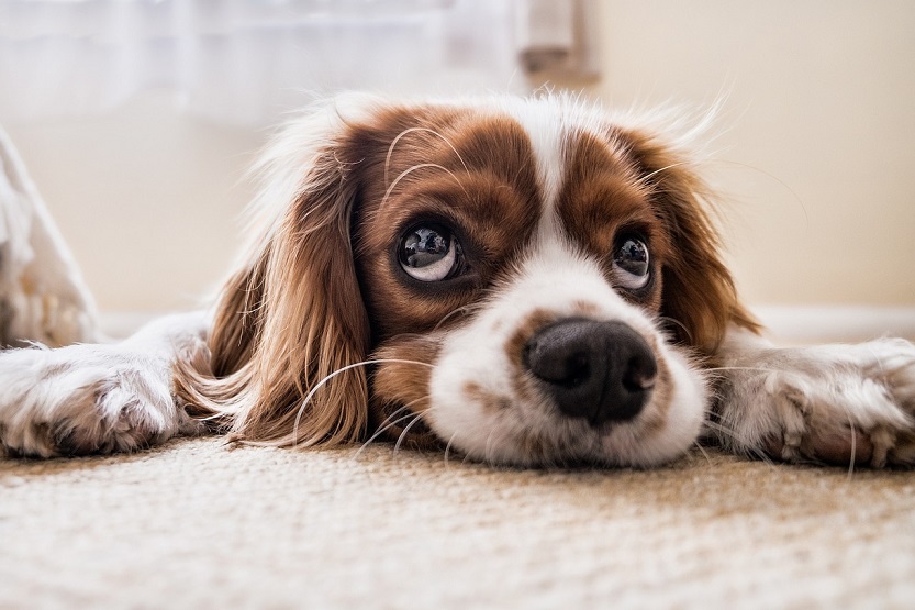 En este momento estás viendo Estos son los tratamientos que ayudan a eliminar las pulgas de tu perro