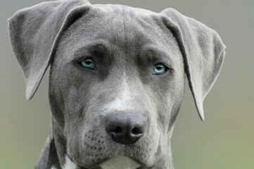 Cómo funciona el registro de perros con pedigrí de la Real Sociedad Canina