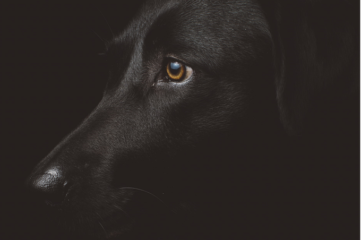 Tipos de comida para perros a tener en cuenta para tu mascota