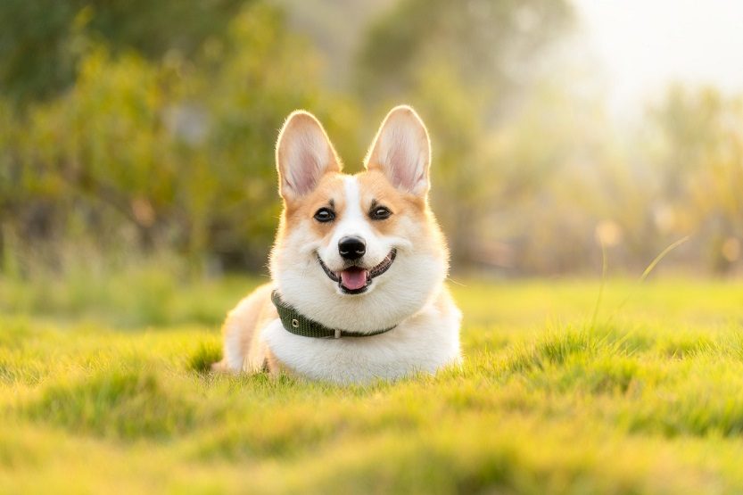 Lee más sobre el artículo ¿Cómo se puede desparasitar a un perro en primavera?