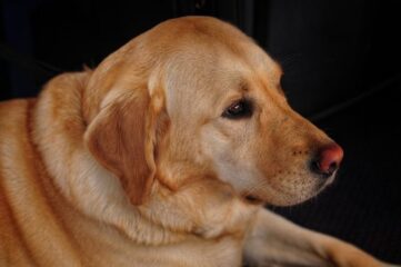 Derechos de las personas con perros de asistencia en Aragón