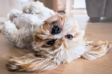 Mejores comidas naturales para perros y gatos