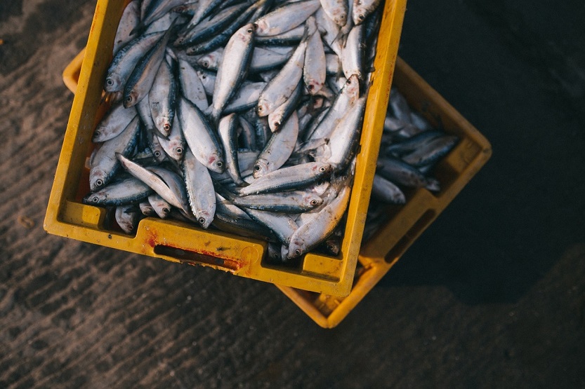 Lee más sobre el artículo Consejos para comprar el mejor pescado