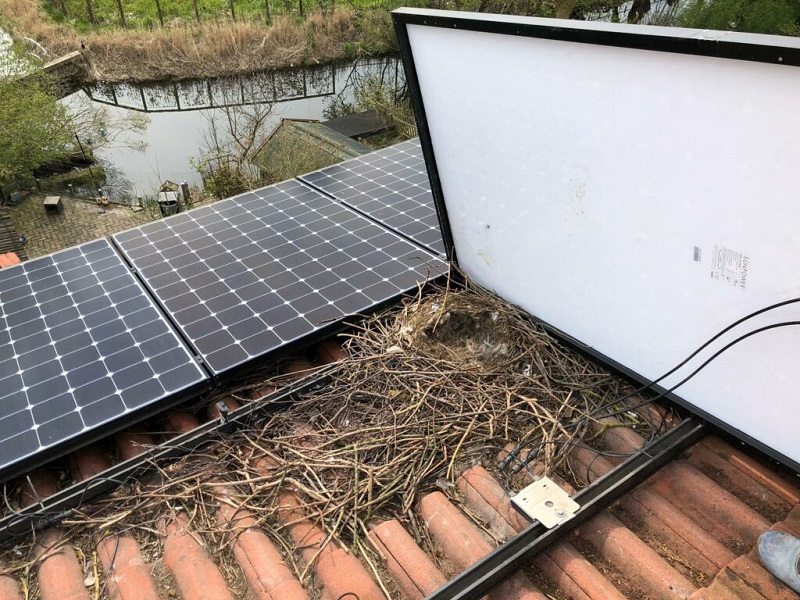 Placas solares desprotegidas de los nidos de pájaros (Fte BirdBlocker)