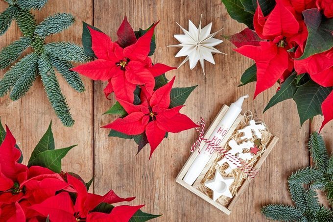 Poinsettia (Charlotte-Cowell Unsplash)