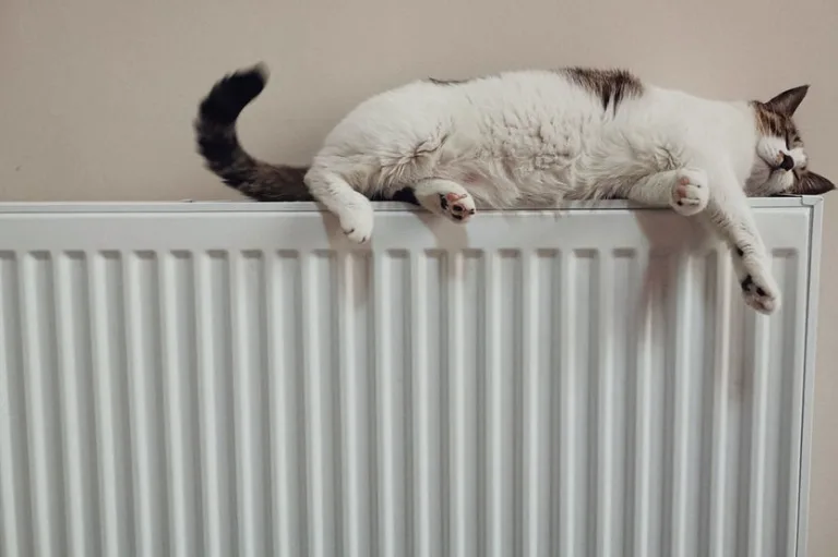 Radiador caldera de gas. Calor en el casa. Gato (He Hong Unsplash)