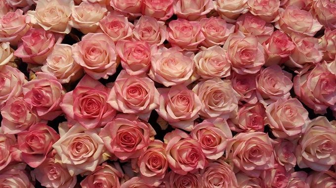 Rosas tono pastel