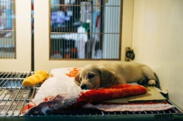Perros de asistencia. Todo lo publicado en Consumoteca