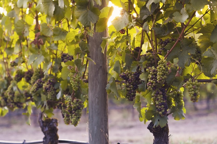 Lee más sobre el artículo Gases industriales: aplicaciones en la producción de vinos y cavas